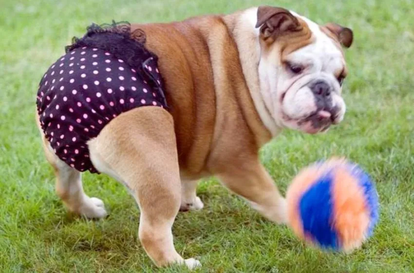 majki dla psa na cieczkę DIY wz&oacute;r szycie