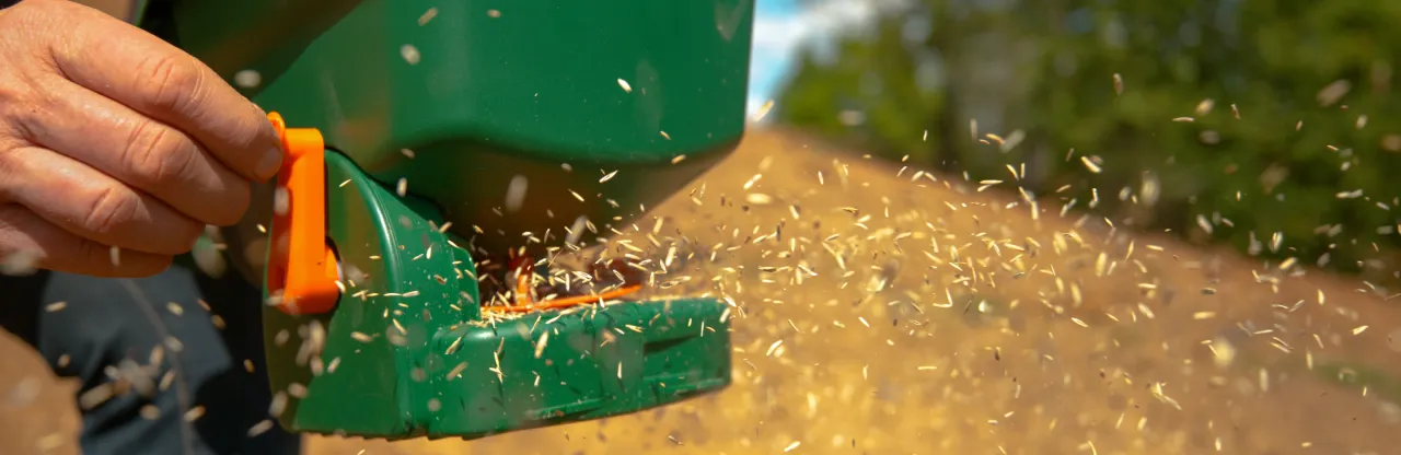 Ręka obsługuje zielony siewnik, rozsypując nasiona trawy. Obraz pokazuje, ile trawy na 1000m2 można zasiać.