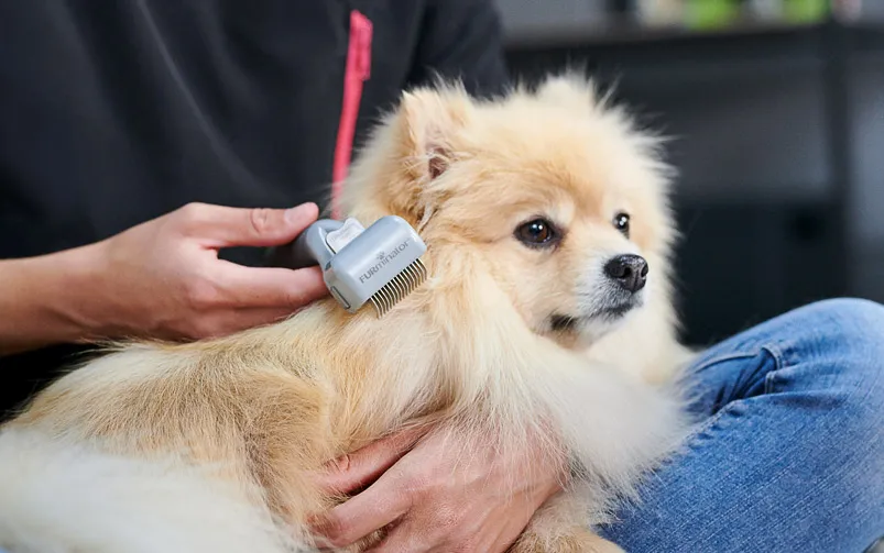 Szpic miniaturowy pielęgnacja sierści