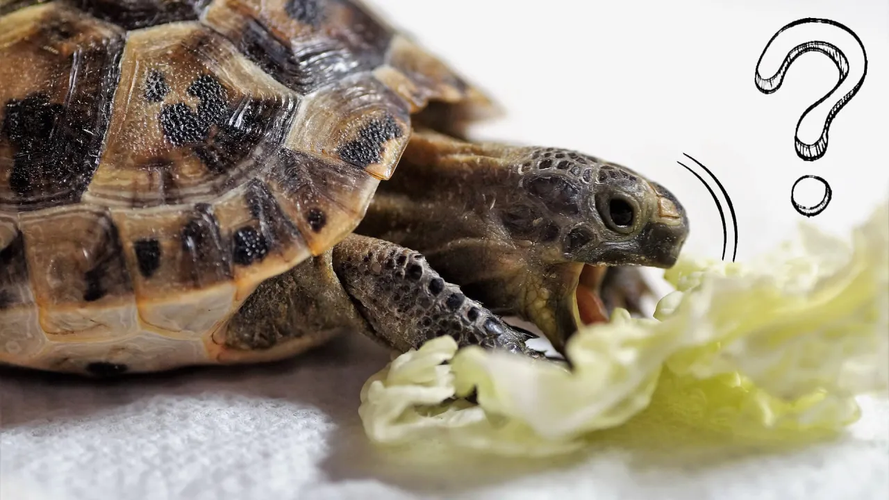 rośliny jadalne dla żółwia stepowego