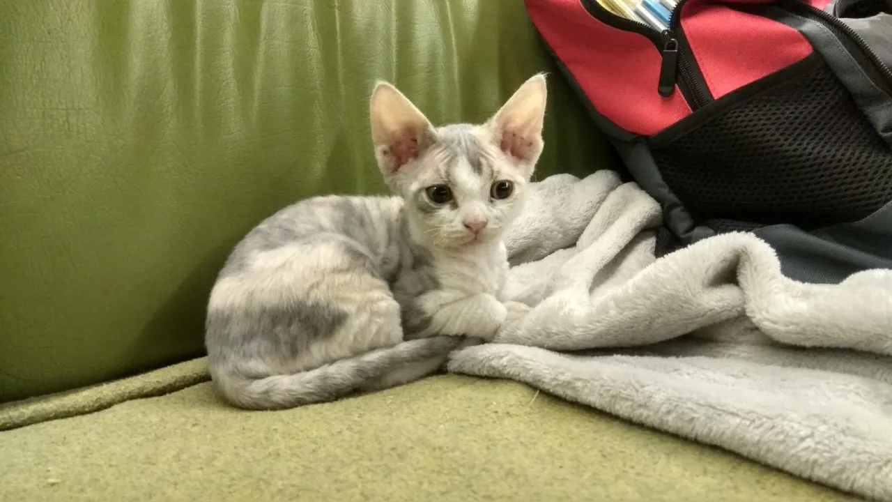 Zdjęcie Gdzie znaleźć kocięta Devon Rex w Pomorskim? Najlepsze hodowle