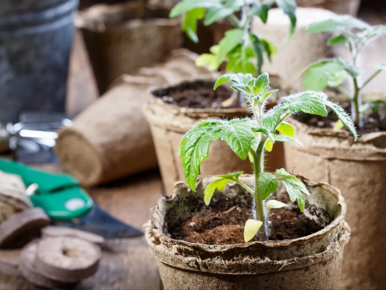 hartowanie sadzonek pomidorów