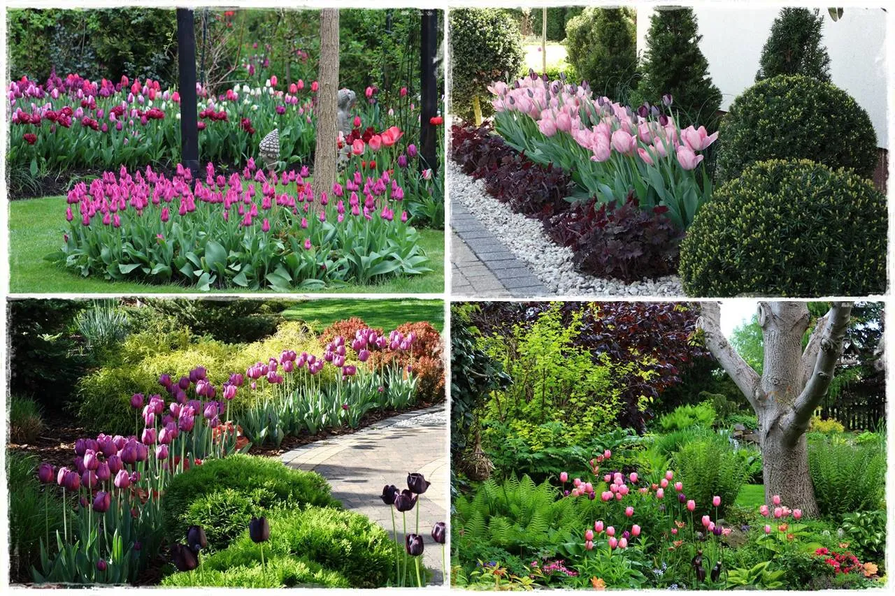 R&oacute;żnorodne odmiany tulipan&oacute;w kwitnące w ogrodzie