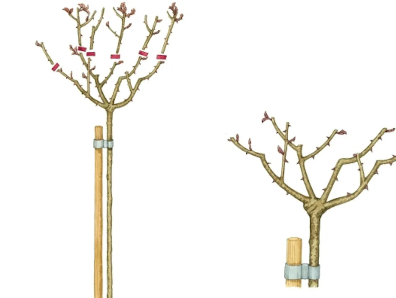 kalendarz przycinania r&oacute;ż na pniu