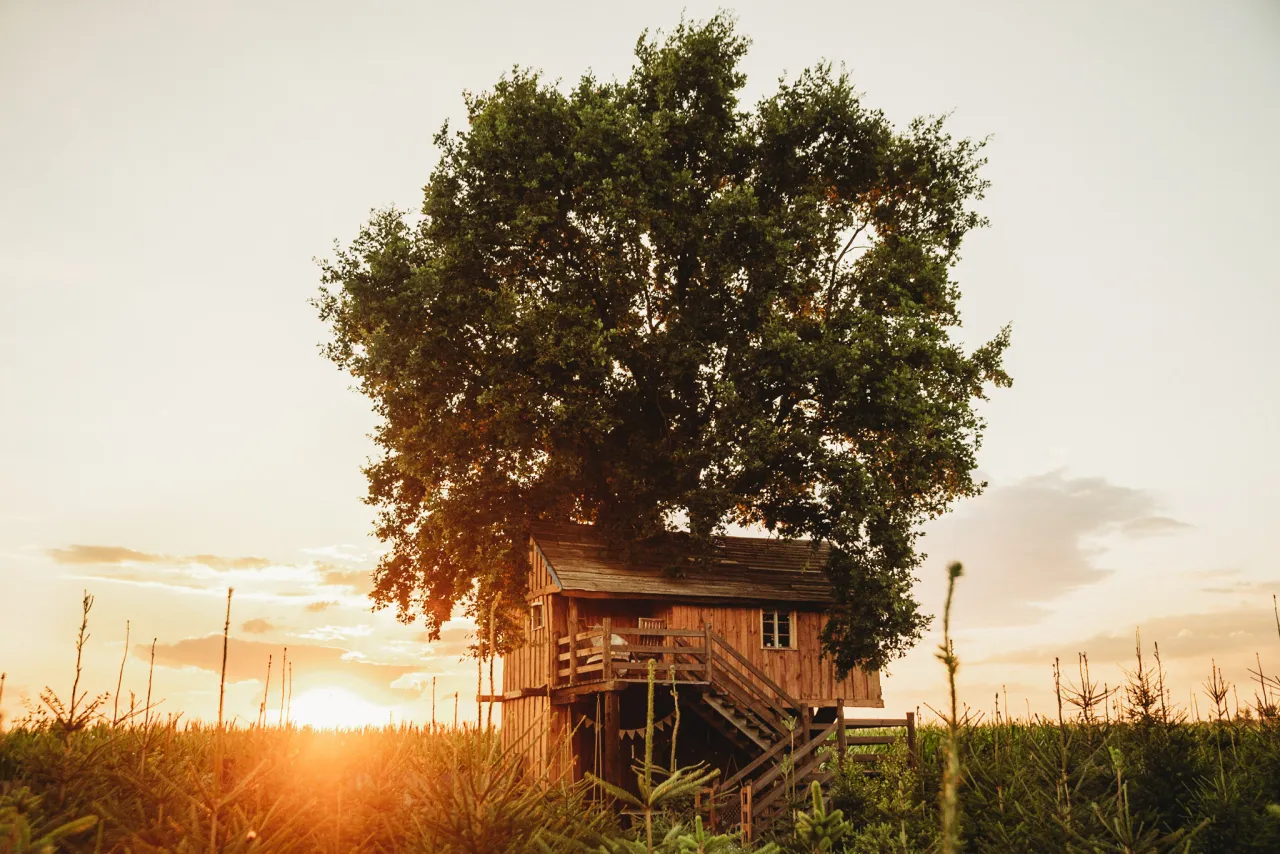 Domek na drzewie Skansen Bicz z zewnątrz, widok na las