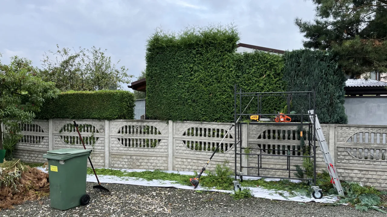 Kalendarz przycinania tui