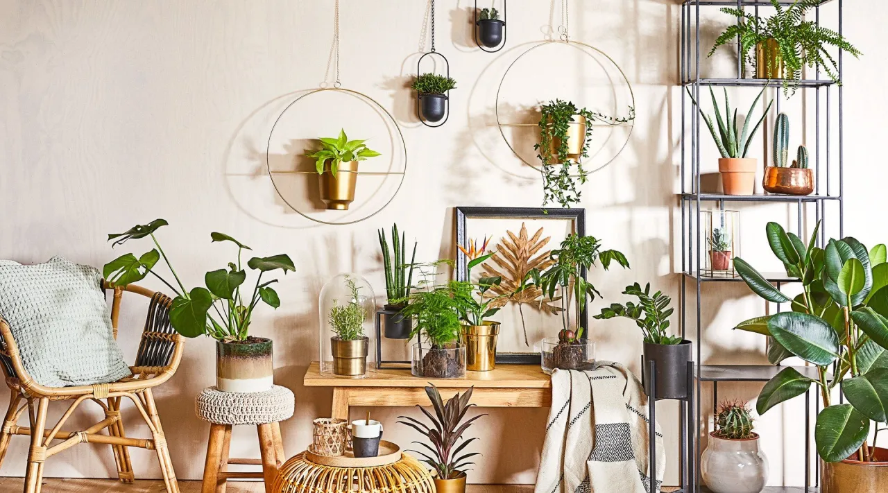nowoczesne rośliny doniczkowe w stylowych osłonkach jako prezent do domu