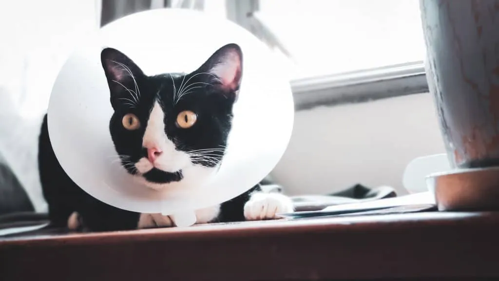 Zdjęcie A qué edad se castra un gato para garantizar su salud y bienestar