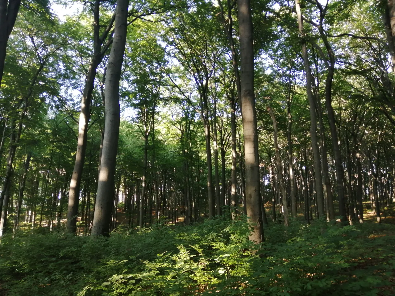 Rezerwat Segiet UNESCO buki