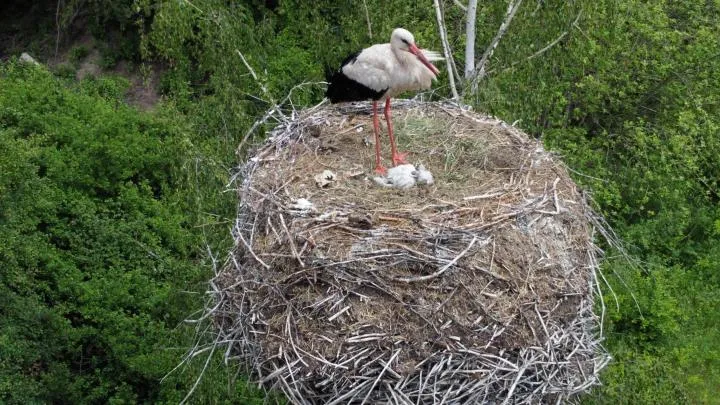 Duże gniazdo bociana