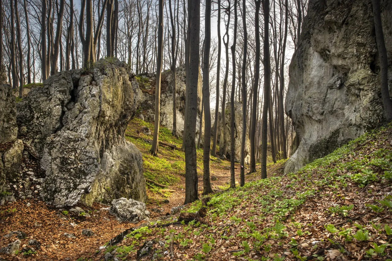 Leśne krajobrazy i skalne formacje w rezerwatach przyrody w Małopolsce. Wczesna wiosna, młode liście przebijają się przez opadłe liście.