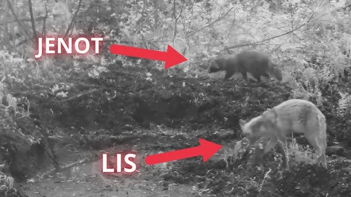 konkurencja lis jenot o pokarm