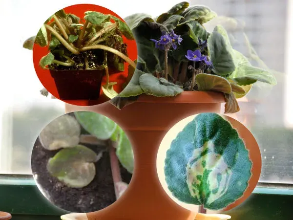 czyszczenie liści fiołka afrykańskiego pędzelkiem