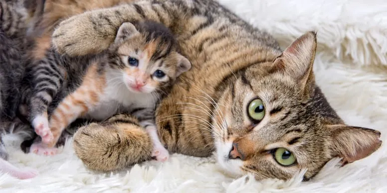 kotka z kociętami nauka