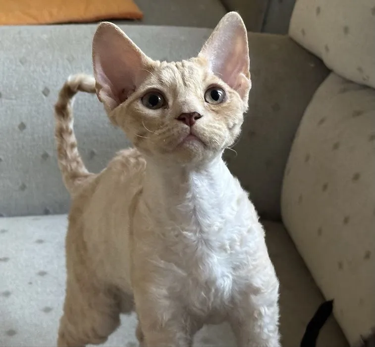 Zdjęcie Gdzie znaleźć devon rex za darmo? Adopcja i oferty w Lublinie