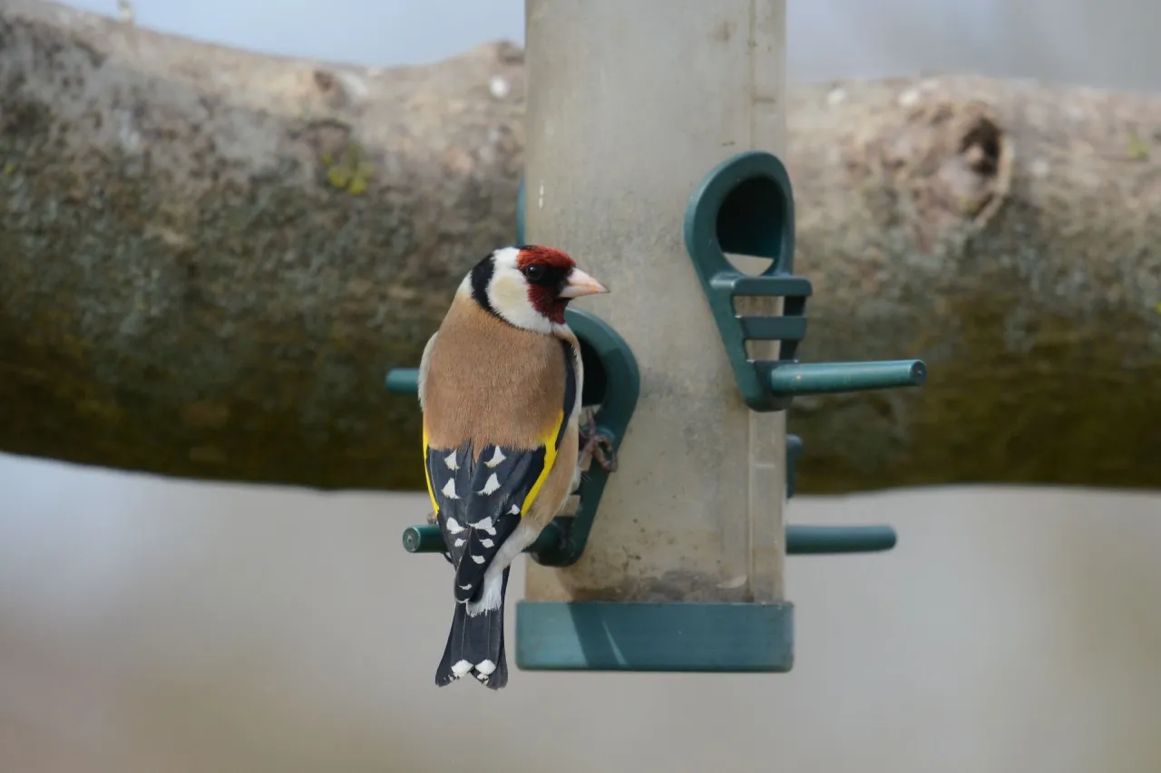 Kolorowy szczygieł na karmniku. Czy szczygieł zimuje w Polsce? Tak, ten piękny ptak często zostaje u nas na zimę, szukając pożywienia.