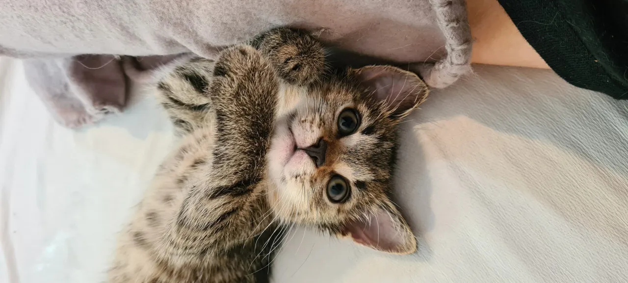 kot szukający schronienia po wypadku