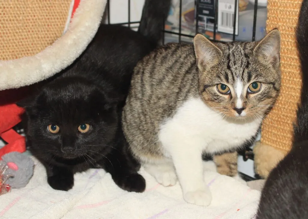 kocięta gotowe do adopcji