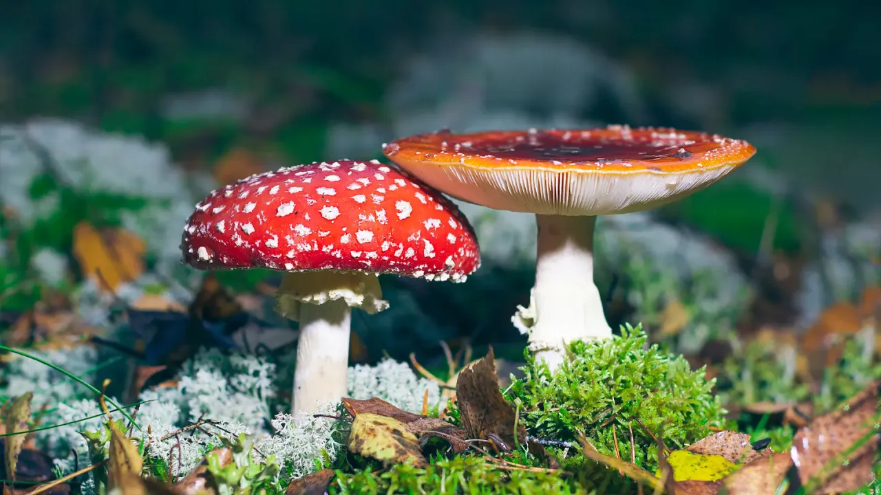 growkit grzybów psylocybinowych