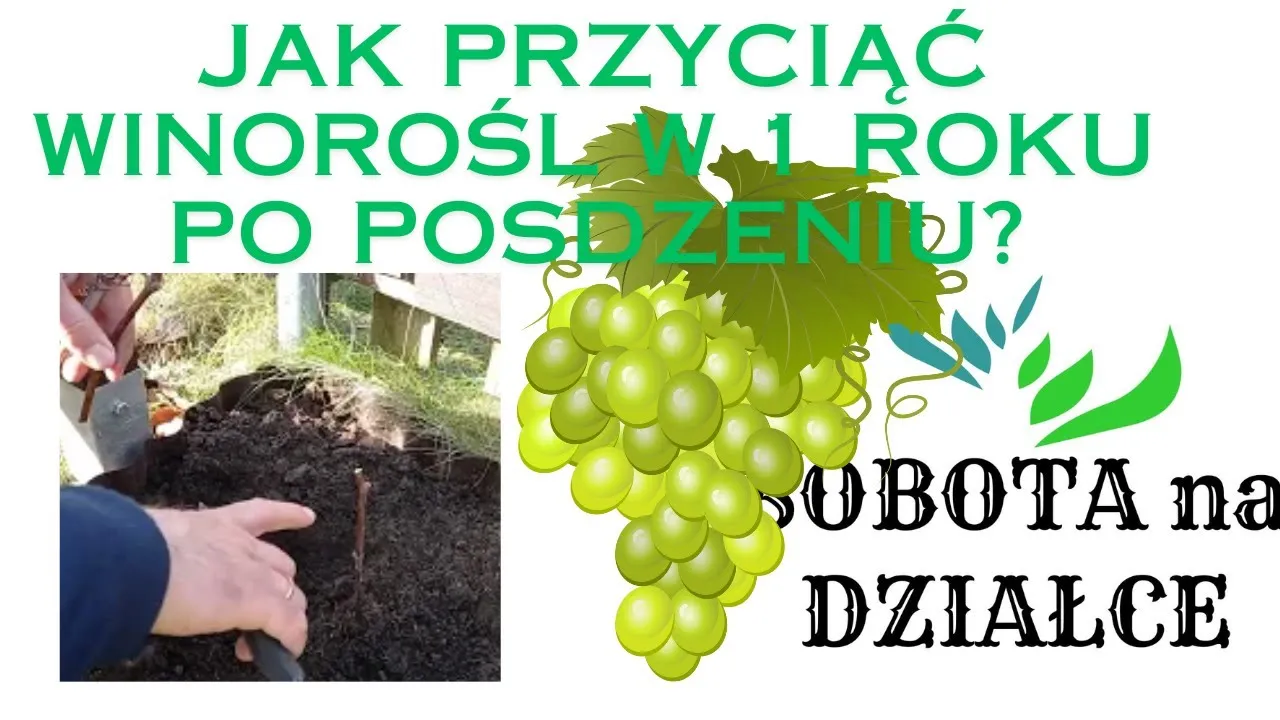 Zdjęcie Jak przycinać winogrona, aby uniknąć błędów i uzyskać obfite plony