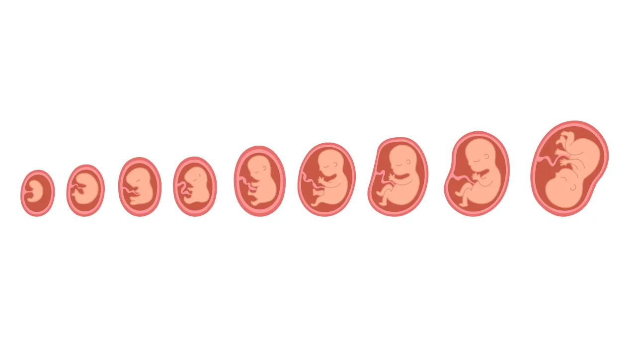 rozw&oacute;j zmysł&oacute;w płodu ilustracja