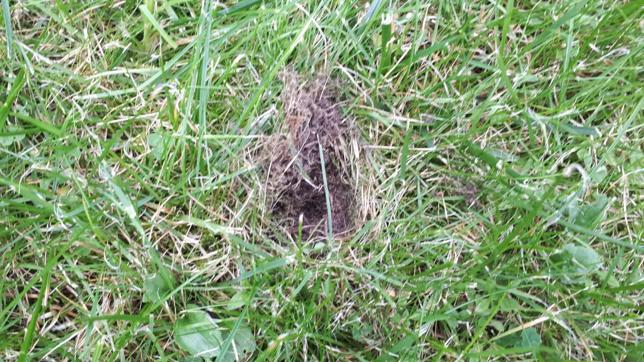 Zdrowy, gęsty trawnik