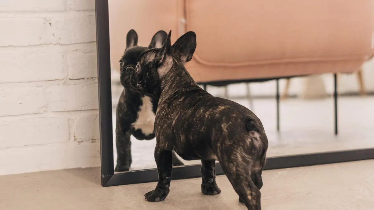 Pies przed lustrem zabawny