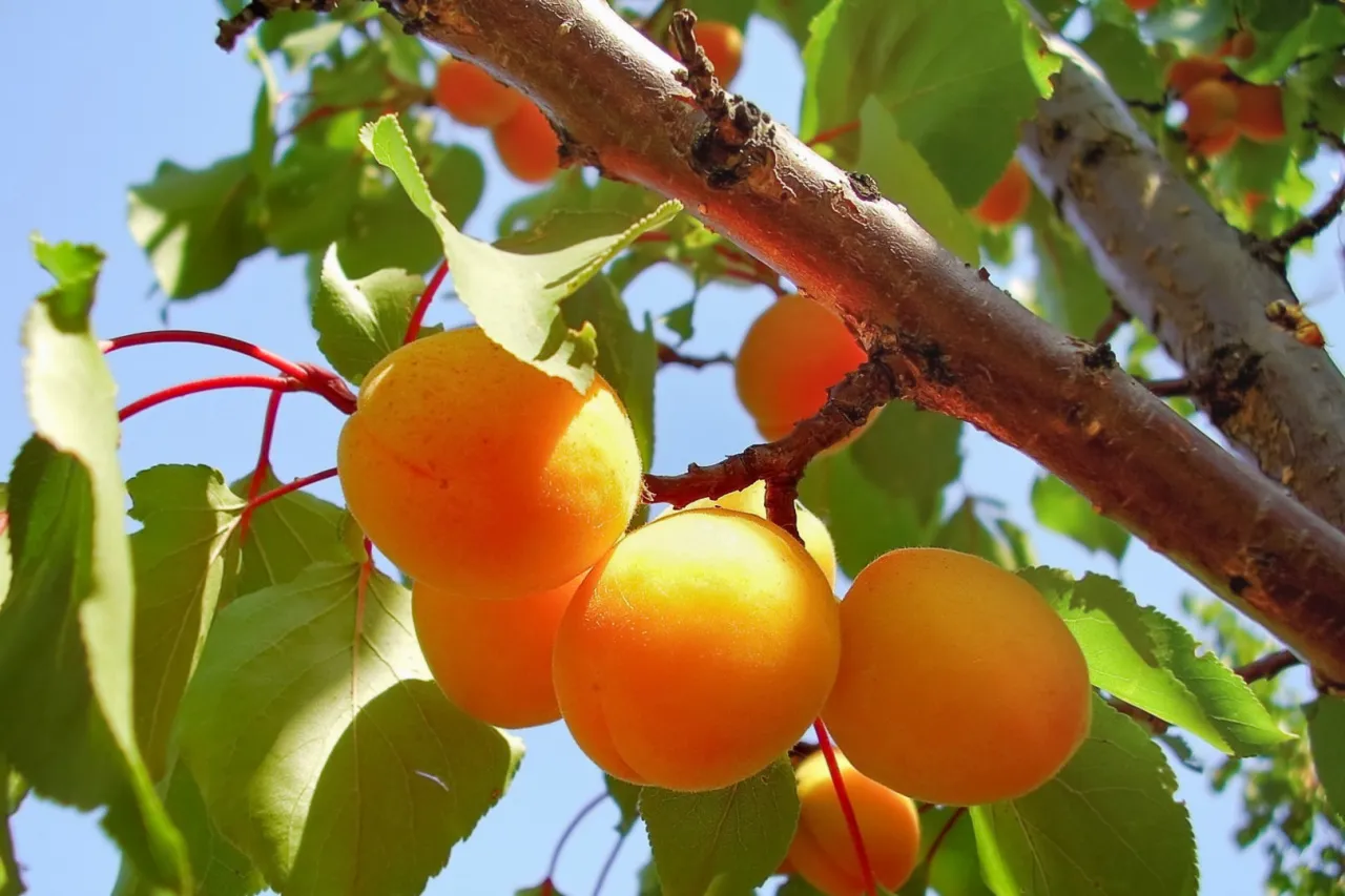 Drzewo morelowe z obfitymi owocami