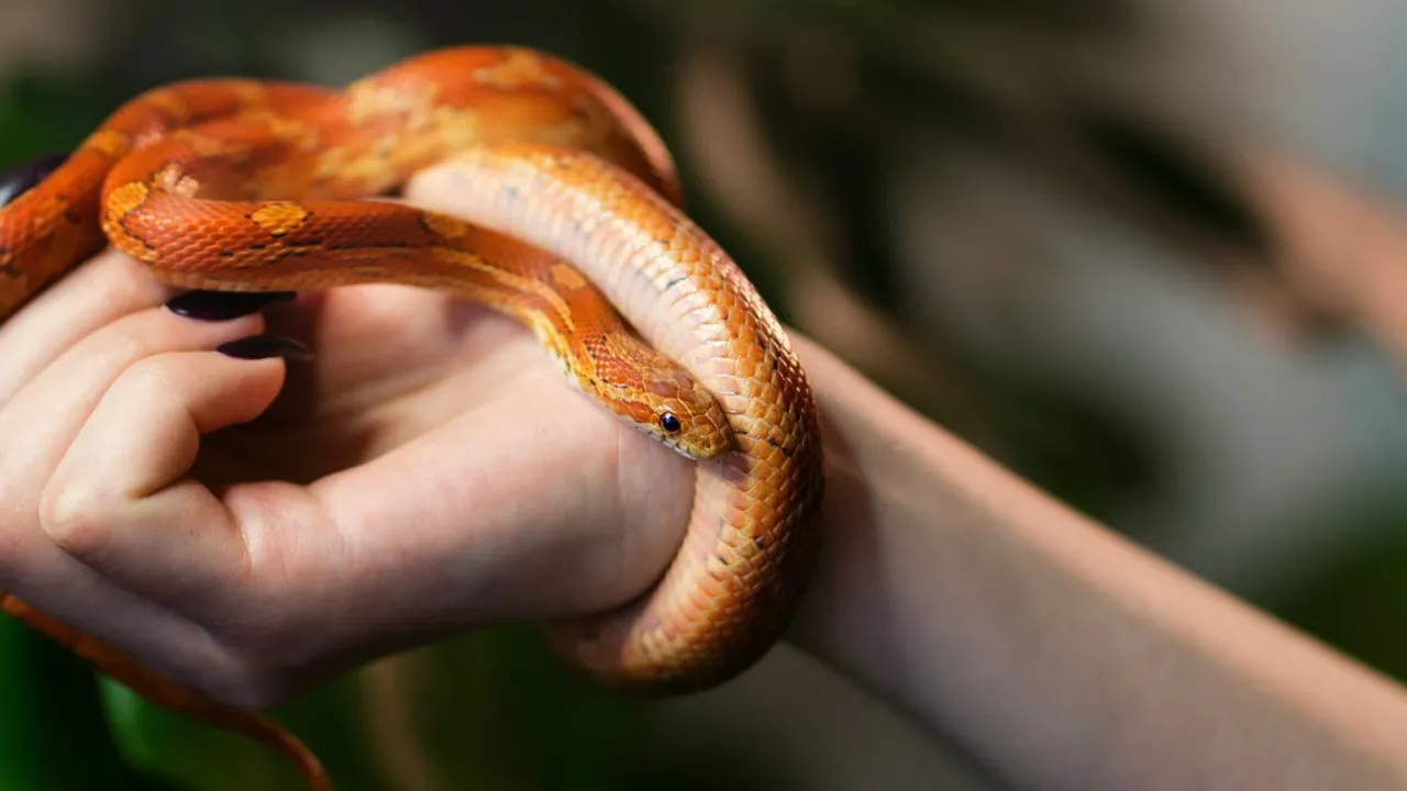 różne sny o wężach interpretacje