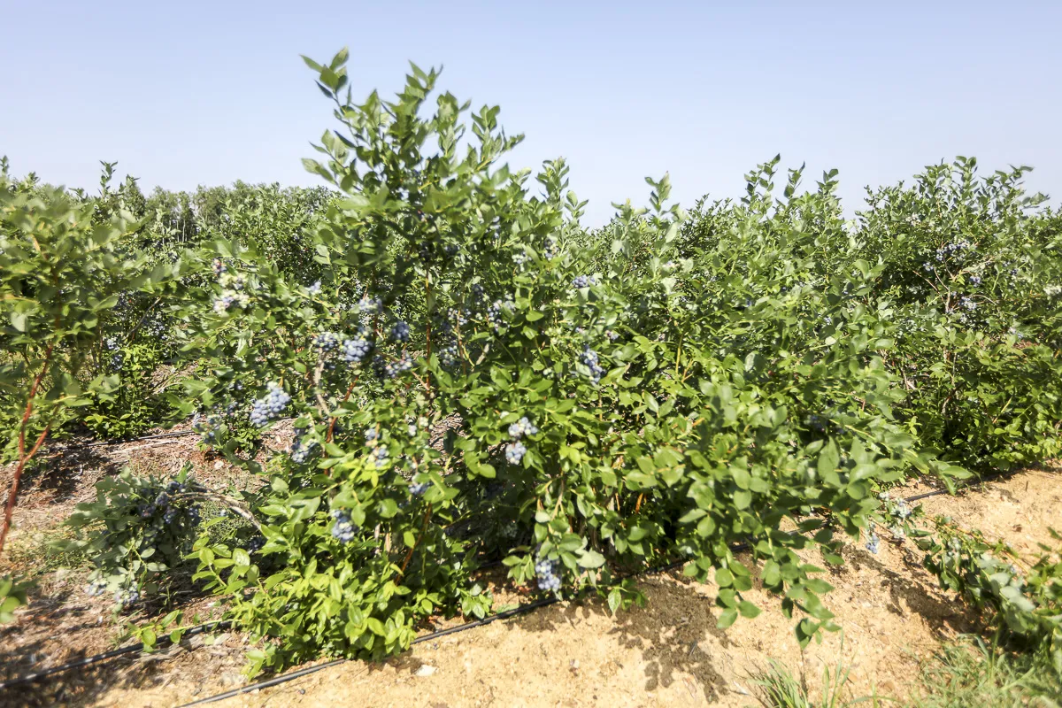 Plantacja borówki amerykańskiej w pełnym rozkwicie. Krzewy gęsto obsypane owocami, tworzące zielony dywan. Idealne stanowisko dla tych zdrowych jagód.