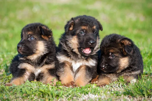 szczeniak owczarka niemieckiego je