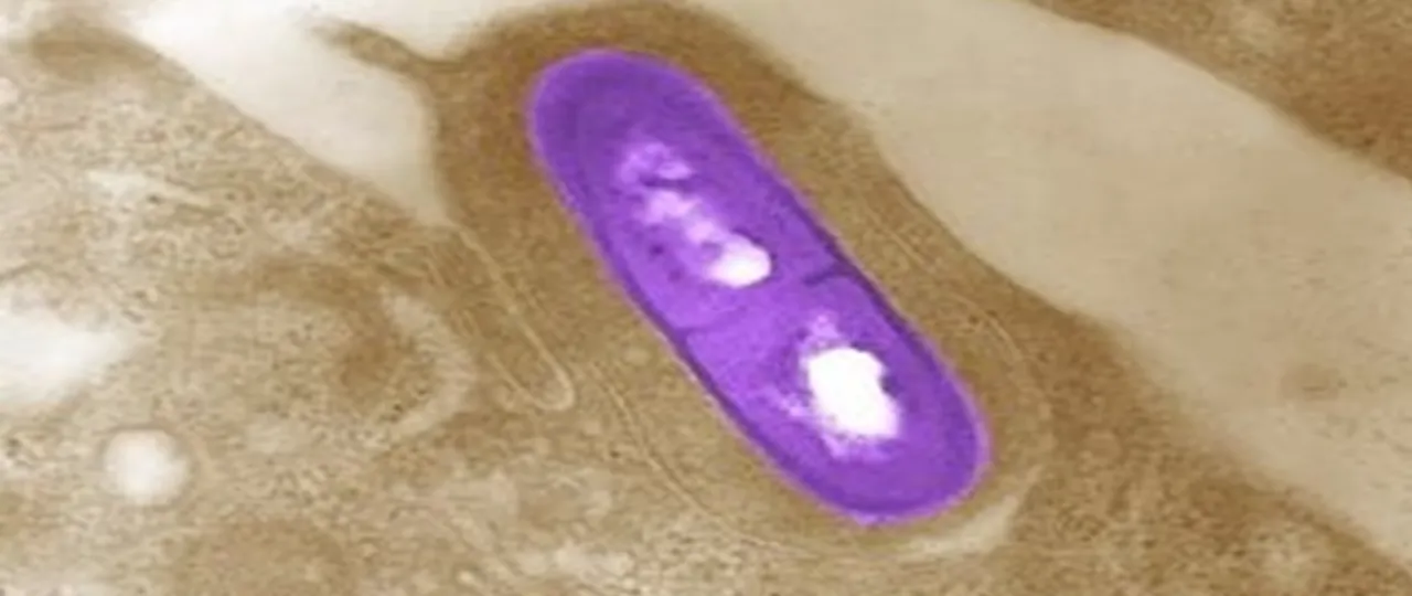 Kobieta w ciąży je sałatkę z serem feta