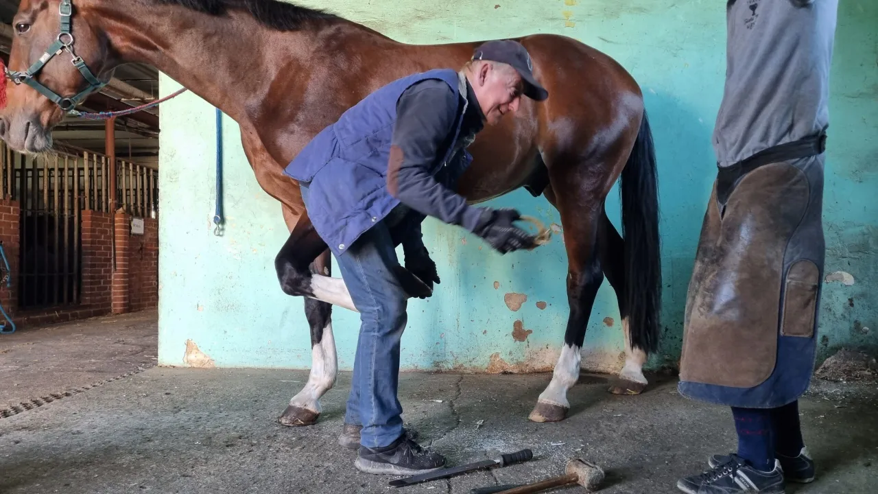 Absolwent hipologii pracuje w stadninie koni