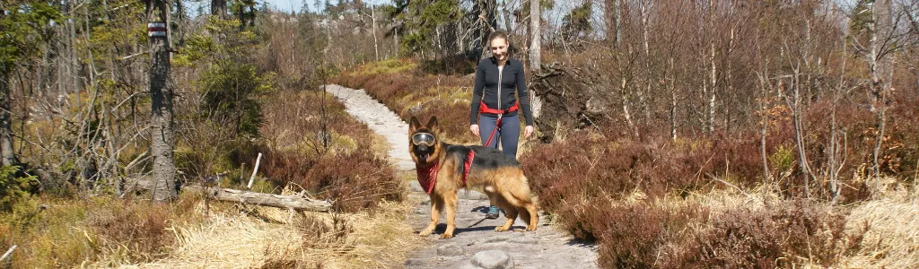 Pies na szlaku w G&oacute;rach Stołowych