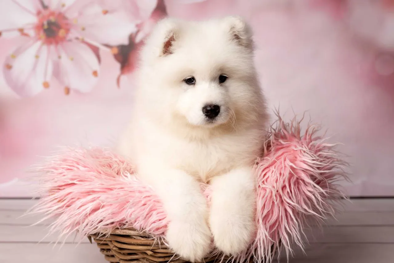 Szczeniak Samoyed z rodowodem FCI