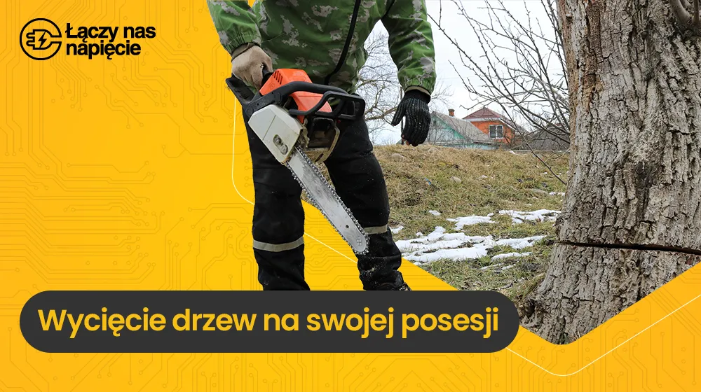 Zdjęcie Ile drzew można wyciąć w lesie? Sprawdź przepisy i ograniczenia