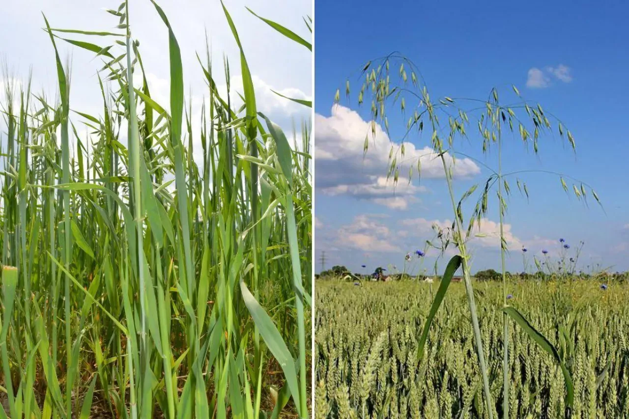 Owies głuchy identyfikacja w zbożu