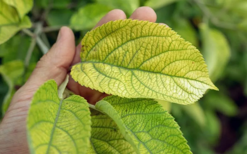 przyczyny niedoboru składników odżywczych