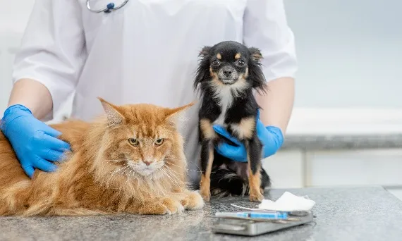Weterynarz wykonujący zabieg na psie