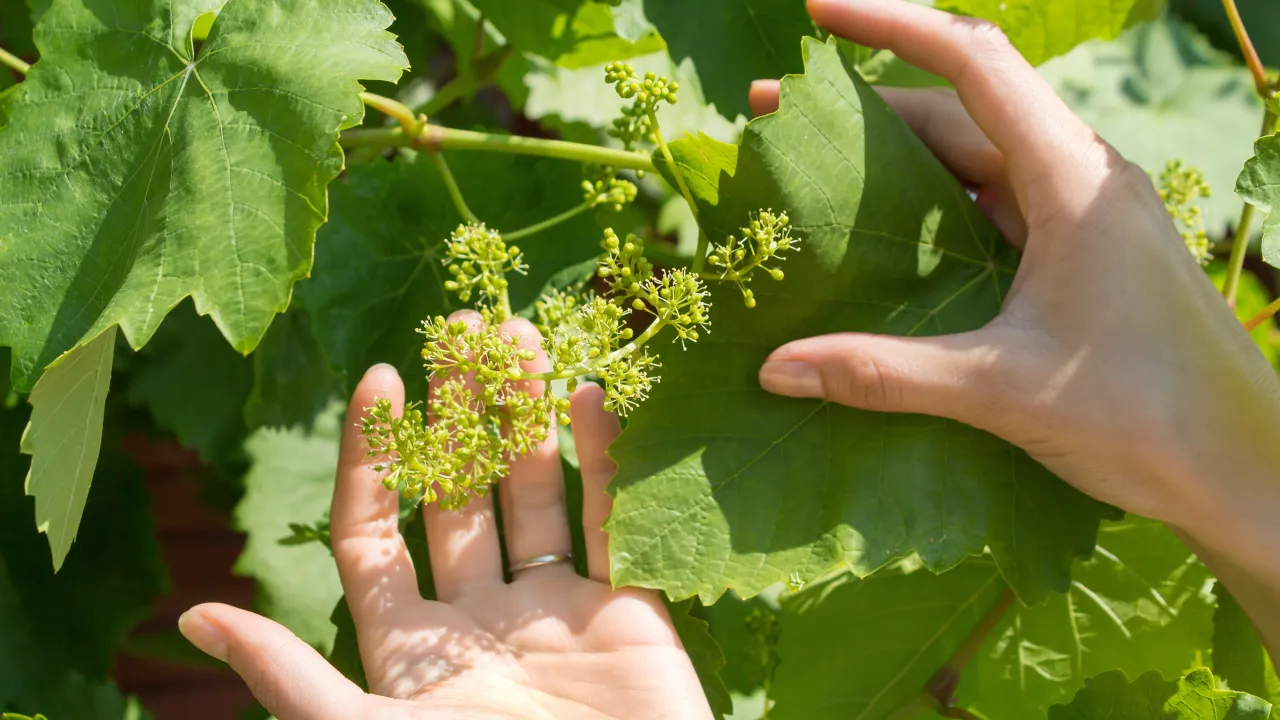 błędy w przycinaniu winorośli