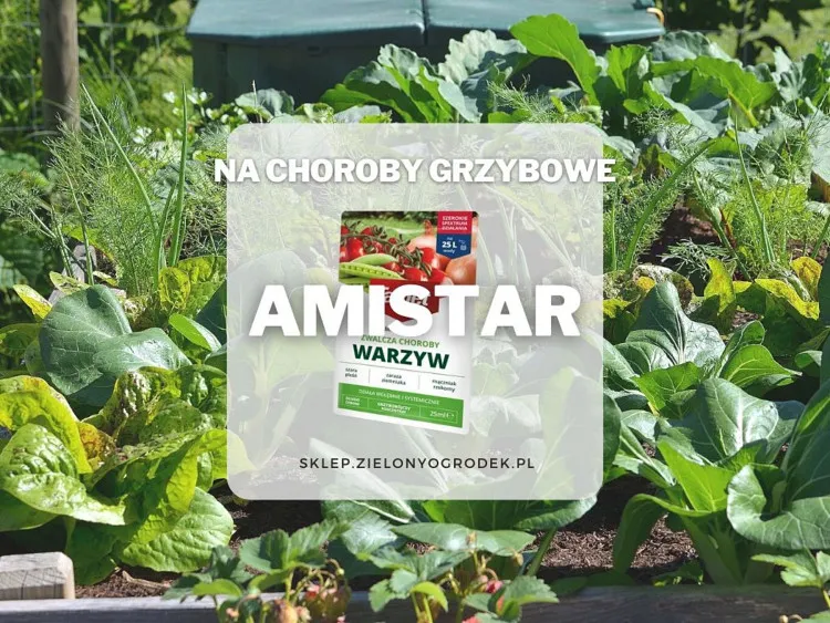 Zdjęcie Topsin czy Amistar na trawnik - który środek jest skuteczniejszy?