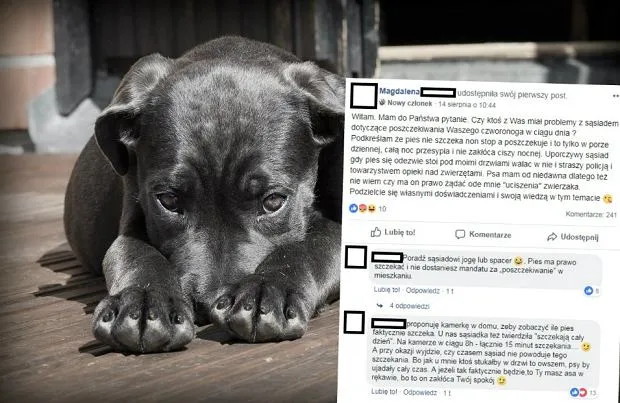 Zdjęcie Dlaczego pies nie szczeka? Analiza zachowań i komunikacji psa