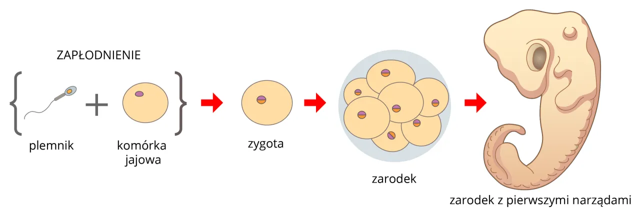 Zdjęcie Jak rozmnażają się płazy? Odkryj zaskakujące metody i etapy rozwoju