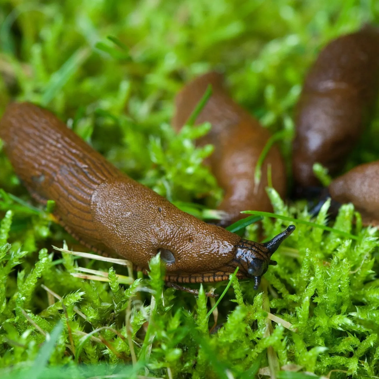 Zdjęcie Welches Gewürz hilft gegen Schnecken? Effektive Lösungen für deinen Garten