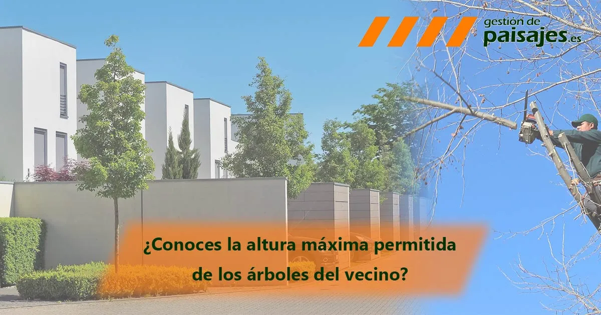 Zdjęcie A qué separación de un muro se planta un arbusto para evitar problemas