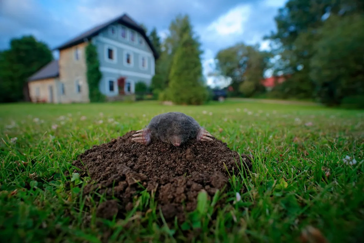 Zdjęcie Skuteczne sposoby na pozbycie się kreta z ogrodu bez szkody dla roślin