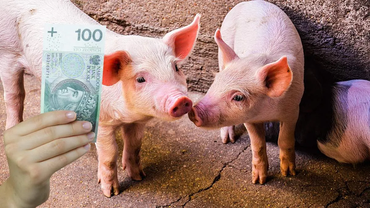 Zdjęcie Po ile świnie w skupie - aktualne ceny i prognozy spadku wartości