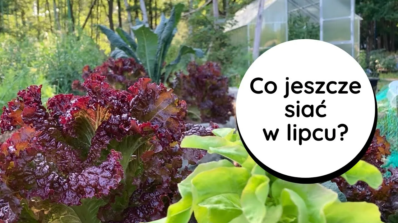 Zdjęcie Co sadzić w lipcu, aby cieszyć się obfitymi plonami w ogrodzie