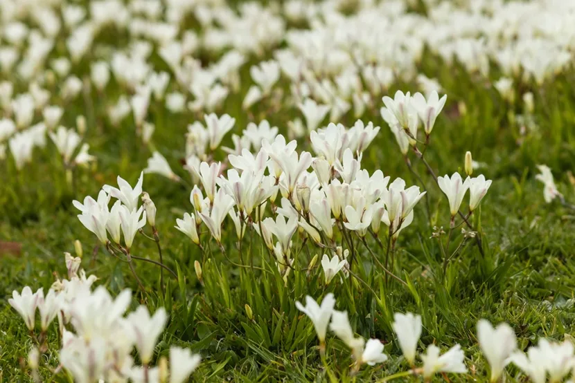 Zdjęcie Jak sadzić frezje ogrodowe i uniknąć najczęstszych błędów w uprawie