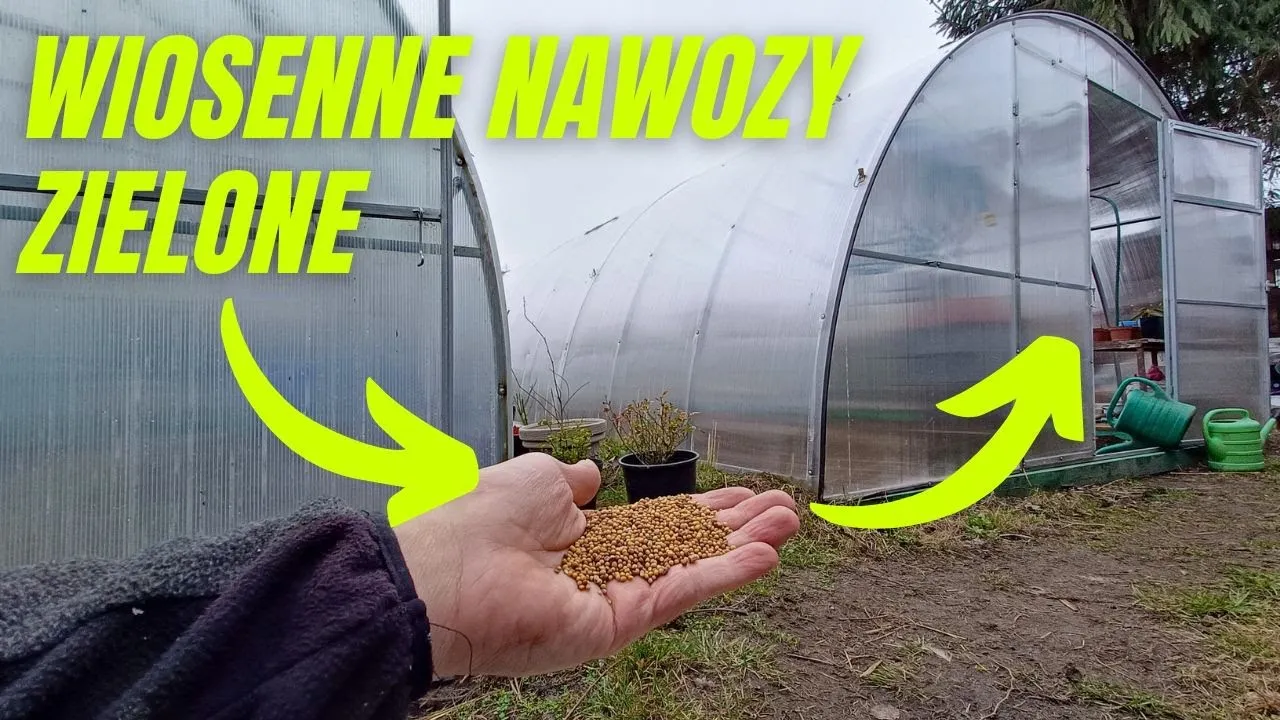 Zdjęcie Kiedy siać gorczycę na nawóz zielony, by uniknąć błędów siewu